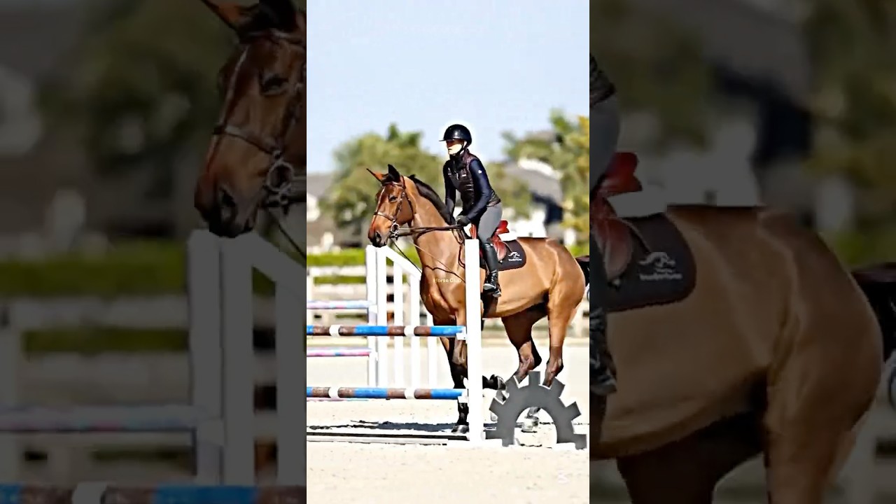 What&rsquo;s your zodiac sign?🌟 I&rsquo;m a cancer♋️ #showjumping #edit #horses