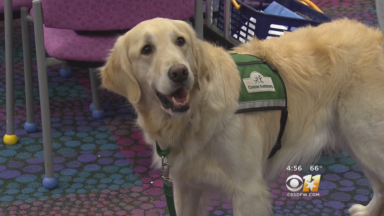 Therapy Dogs Lead To Justice, Healing For Child Abuse Survivors