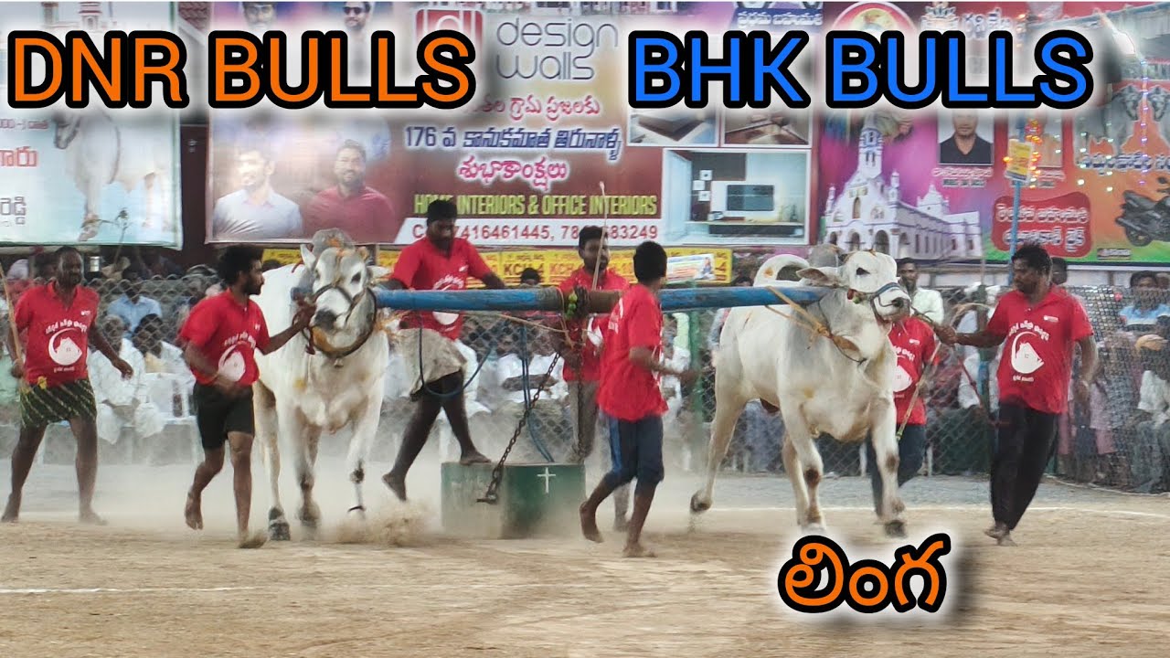 రెంటచింతల గ్రామం 6 పళ్ళ విభాగం 14వ జత BHK BULLS బచ్చి గారి విజయలక్ష్మి నాయుడు కంబైన్డ్ DNR BULLS 
