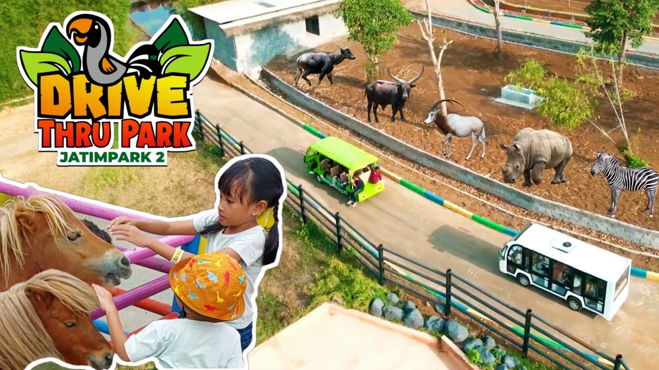 Seperti Bersafari di Afrika‼️Drive Thru Park, Jatim Park 2 Batu Malang