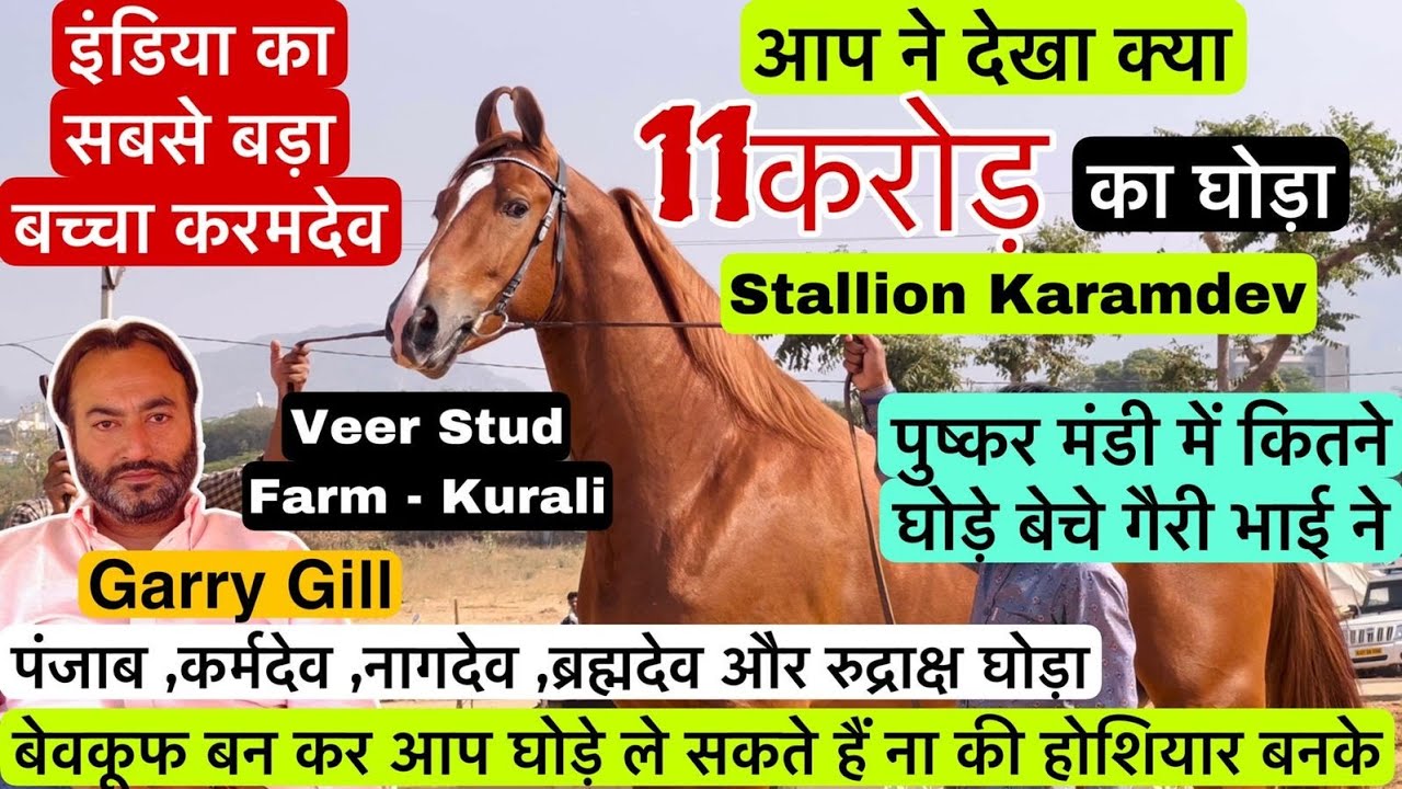 क्या आप ने देखा 11 करोड़ का घोड़ा कितने घोड़े बेचे गैरी भाई ने ! Pushkar Mela 2023