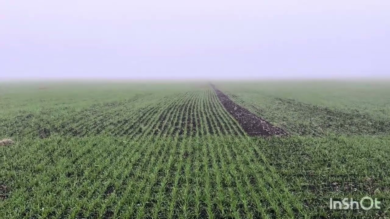 Посів озимої пшениці і сходи 2025