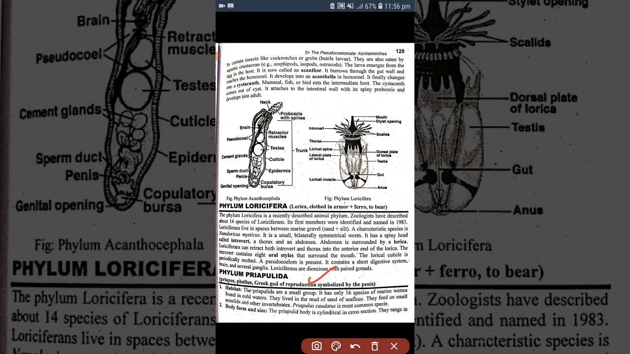 Phylum Priapulida and Other Phylogenetic Consideration