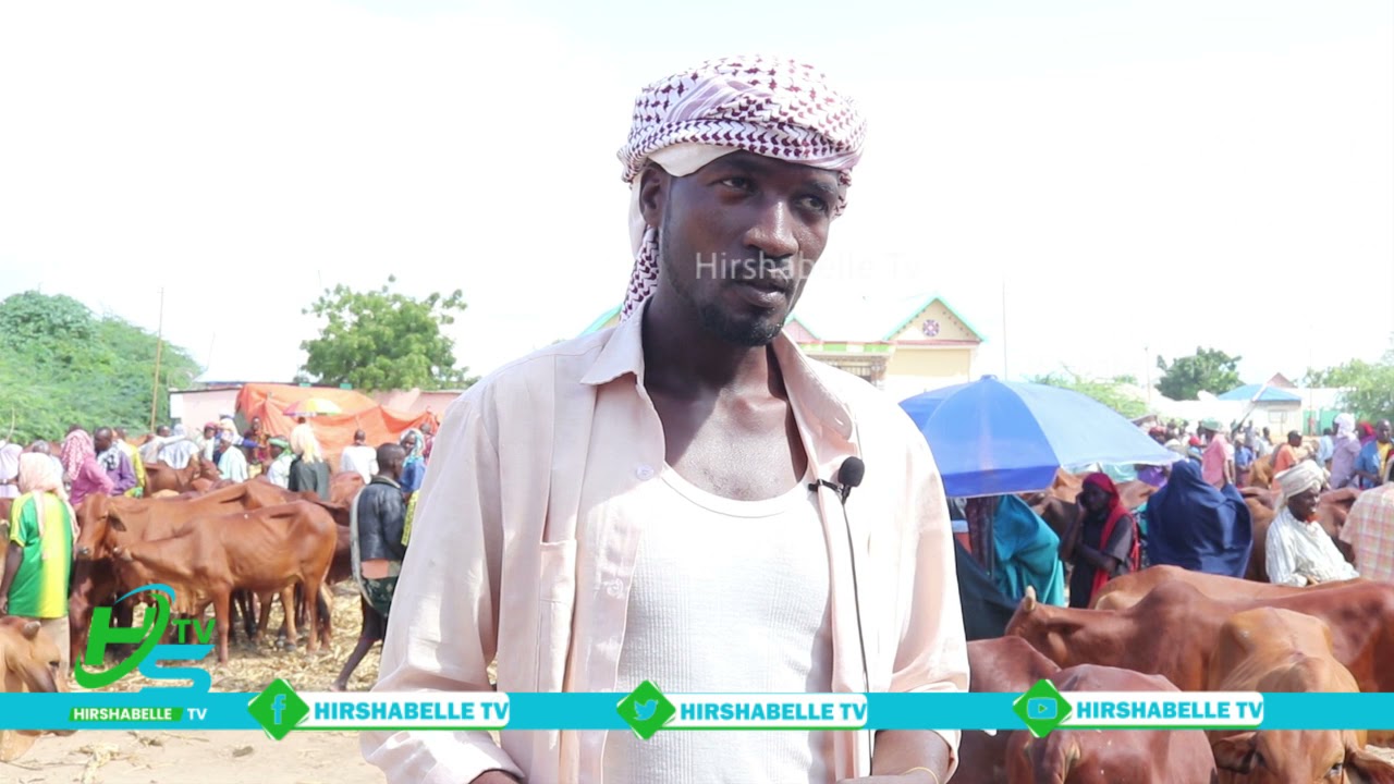 Sara ukac ku yimid qiimaha lakala iibsado xolaha oo laga dareemaya suuqa xoolaha ee magaalada jowhar