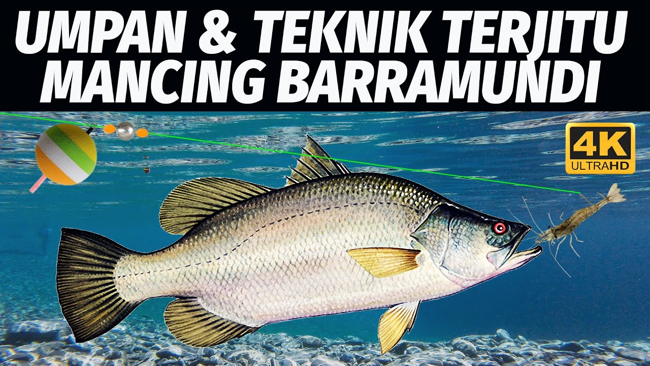 UMPAN & TEKNIK JITU MANCING IKAN BARRAMUNDI / KAKAP PUTIH! BARRAMUNDI FISHING TECHNIQUE! 4K