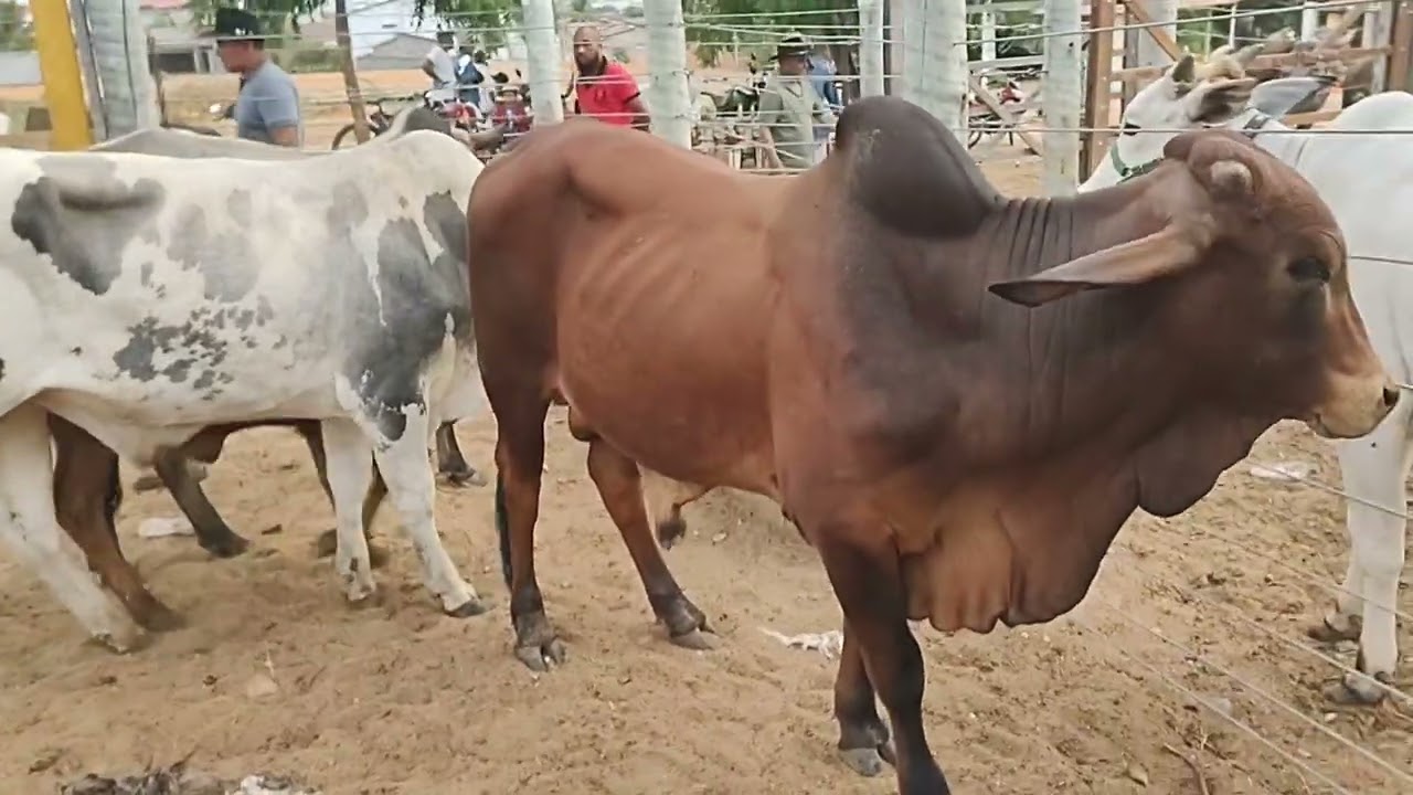 FEIRA DO GADO EM CIPÓ BA