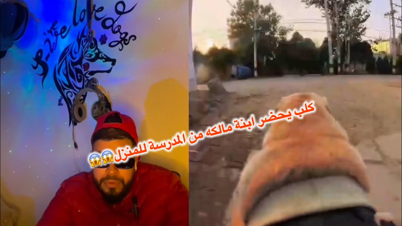 الموت ديال الضحك مع شي كلاب ولكن كاين واحد الڤيديو الهربة 😂😂😂😂