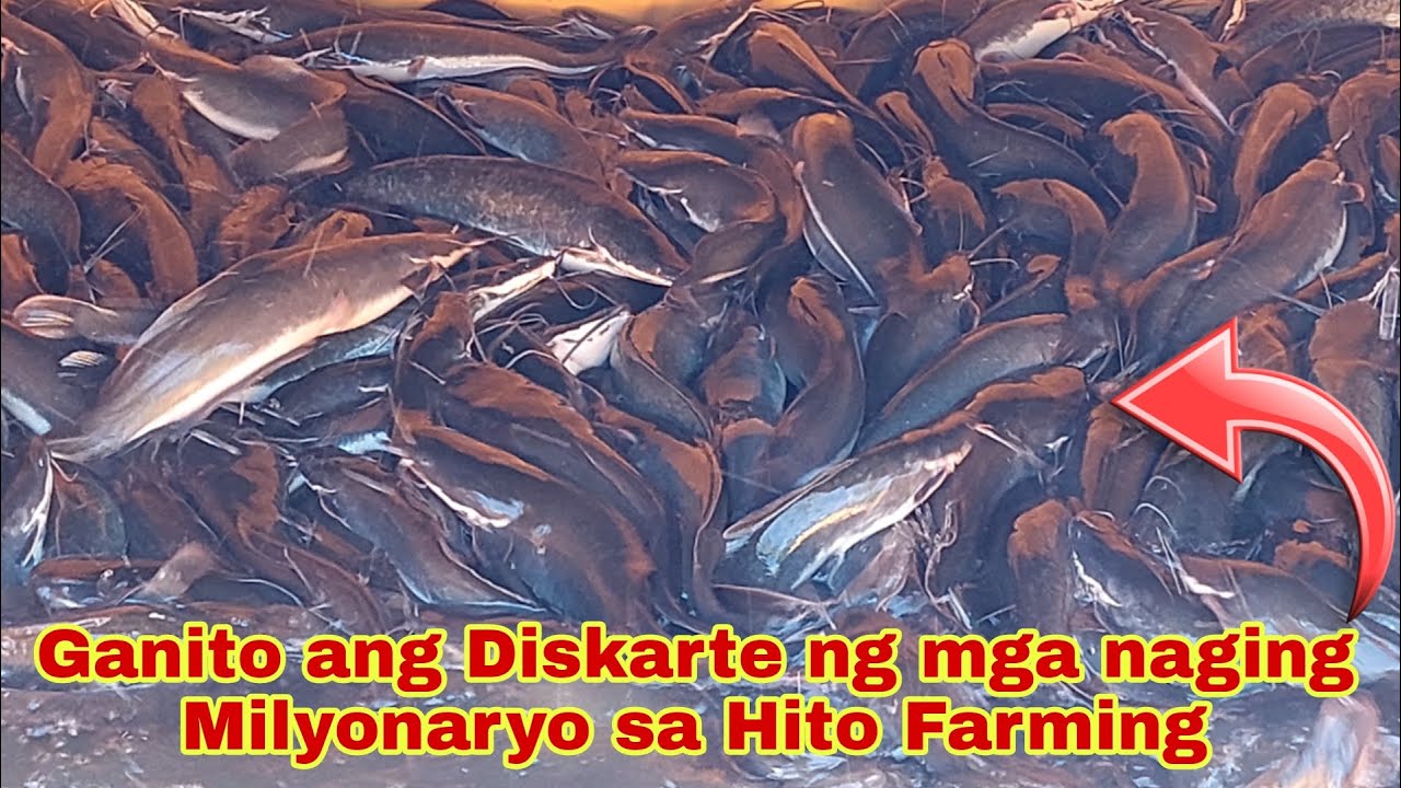 3 Bigatin, Binulgar ang Diskarte kaya naging Milyonaryo sa Hito Farming