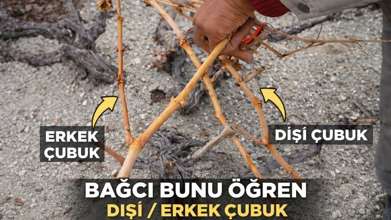 Женские и мужские ветви, которые все путают при обрезке вьющихся растений!