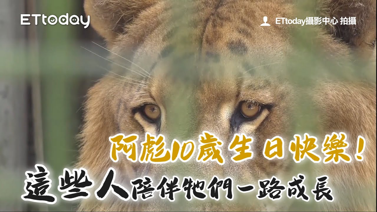 娛樂產物獅虎苦撐10年 阿彪生日快樂！動物照養員日常甘苦談｜屏科大收容中心