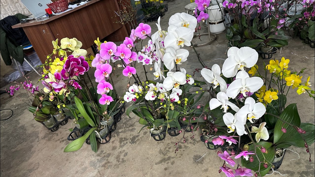 TRƯA 4/2 thanh lý hoa lan cuối năm giá rẻ bất ngờ…lh 0393998895/0966121377