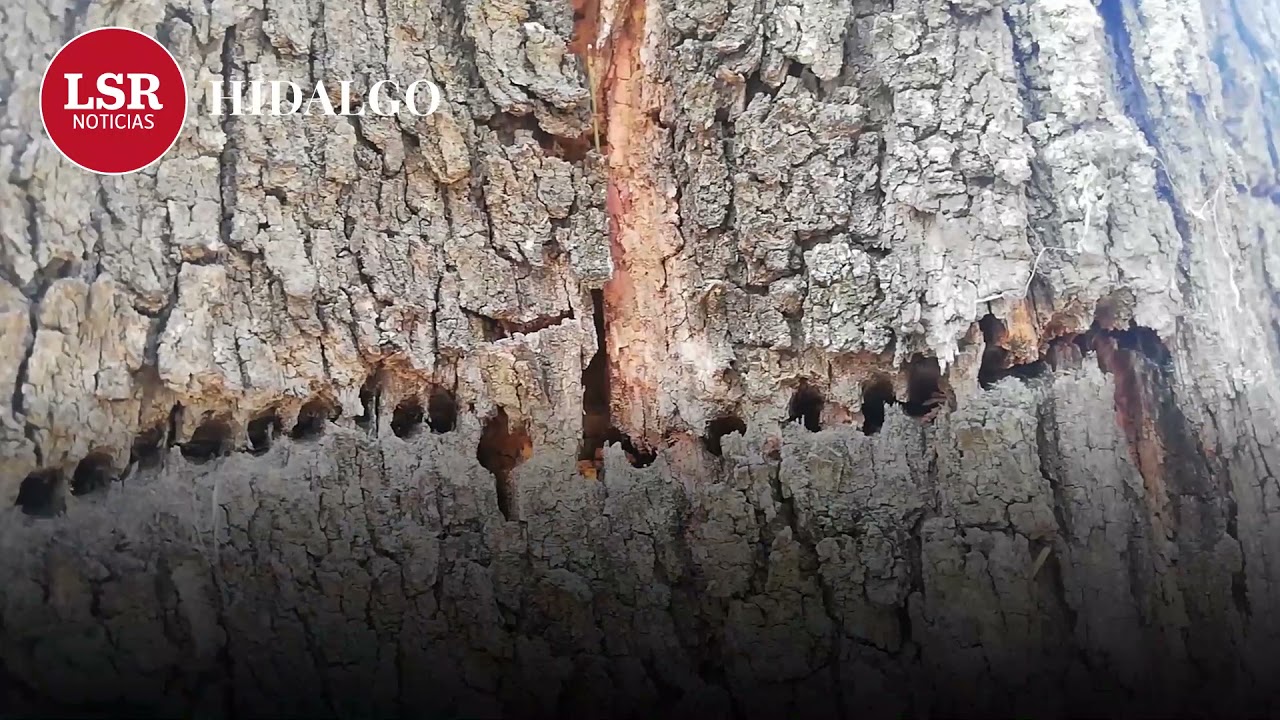 Derribaran &aacute;rboles del Parque Hidalgo y Pasteur; plagas tambi&eacute;n los alcanz&oacute;