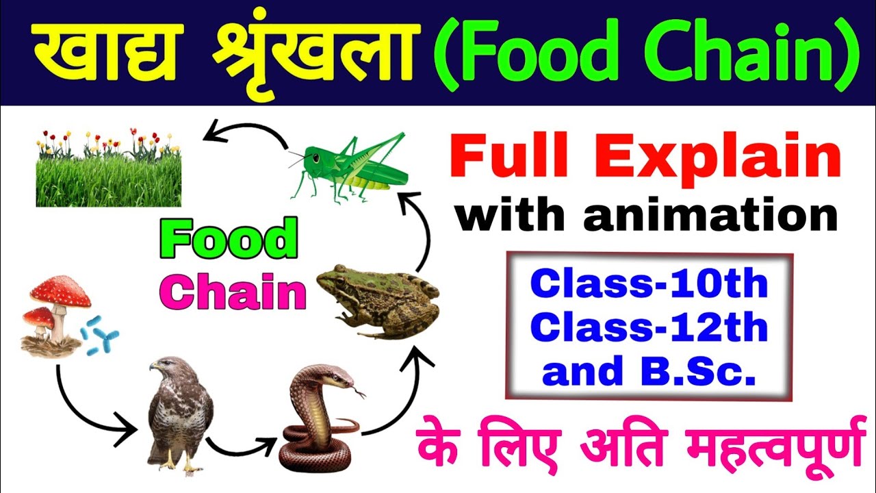 खाद्य श्रृंखला (Food Chain)| खाद्य श्रृंखला का चित्र | food chain in hindi | khadya shrinkhala