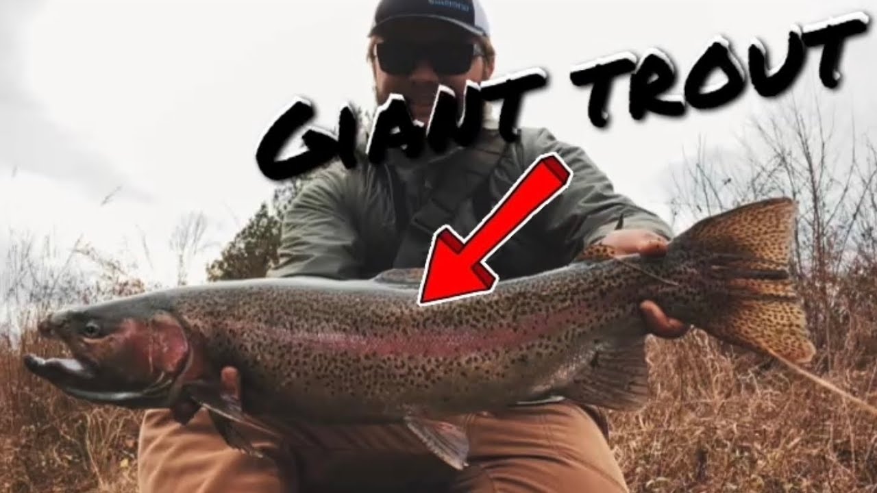 GIANT Rainbow Trout!!! / Fly Fishing Wolf Creek Dam
