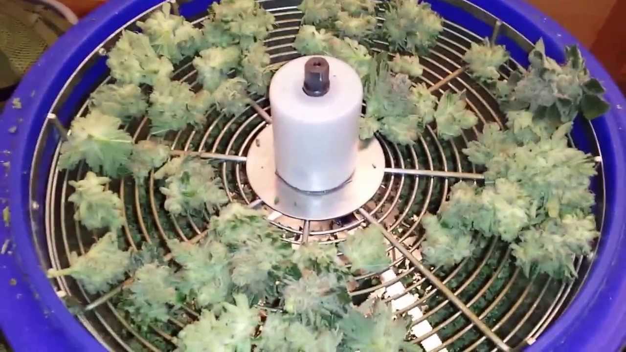 Trimming Buds with Bowl Trimmer