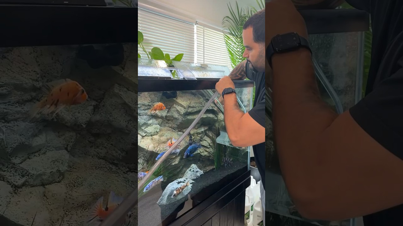 Must remove the poop when medicating for internal parasites #internalparasitesinfish #aquariumhobby