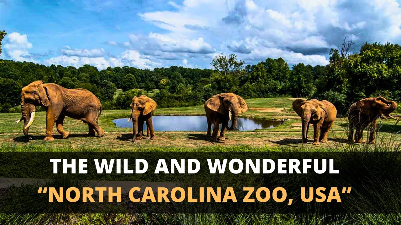 Inside the World’s Largest Zoo 🦁 | USA, North Carolina Zoo, Asheboro