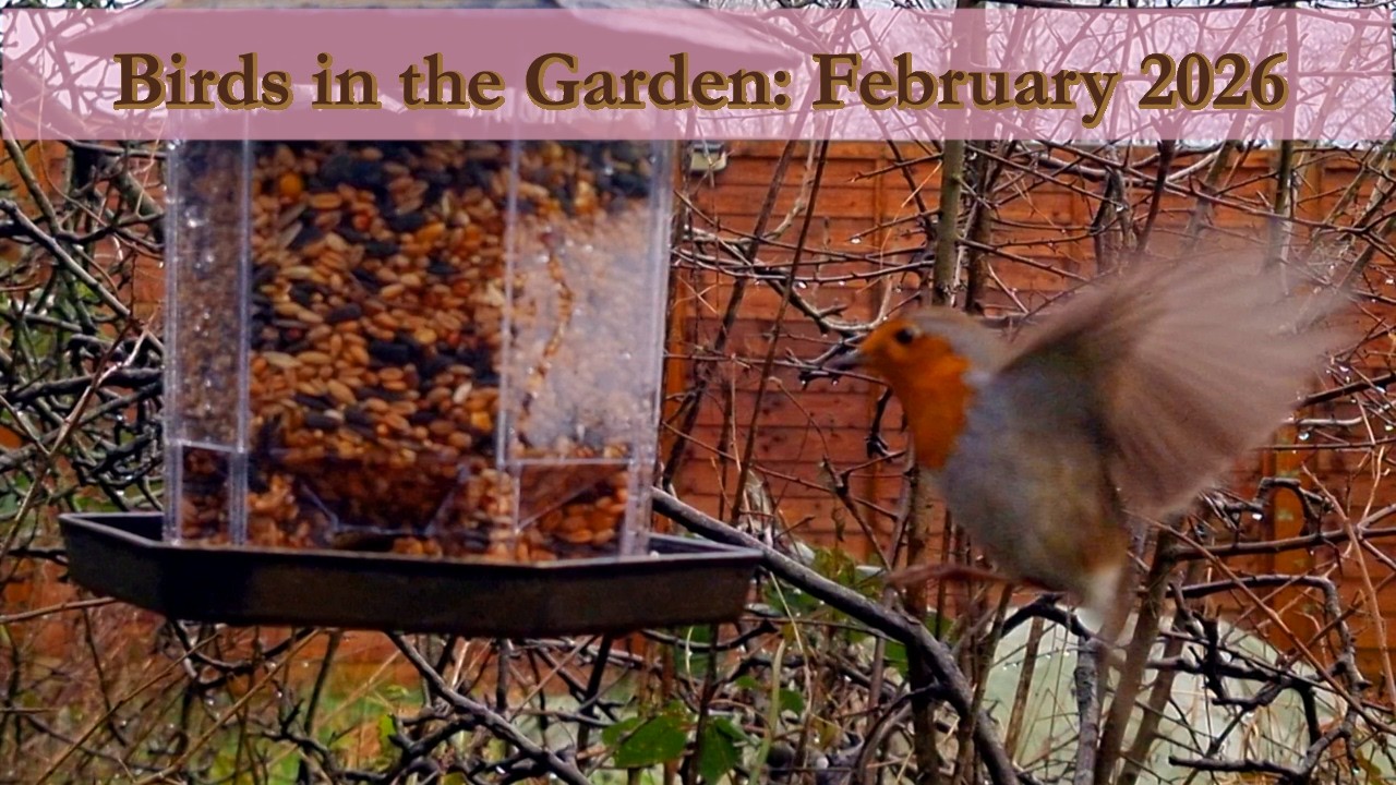 Late winter birdwatching at the woodland seed feeder 🐦 | February 2026 [4K] [60fps]