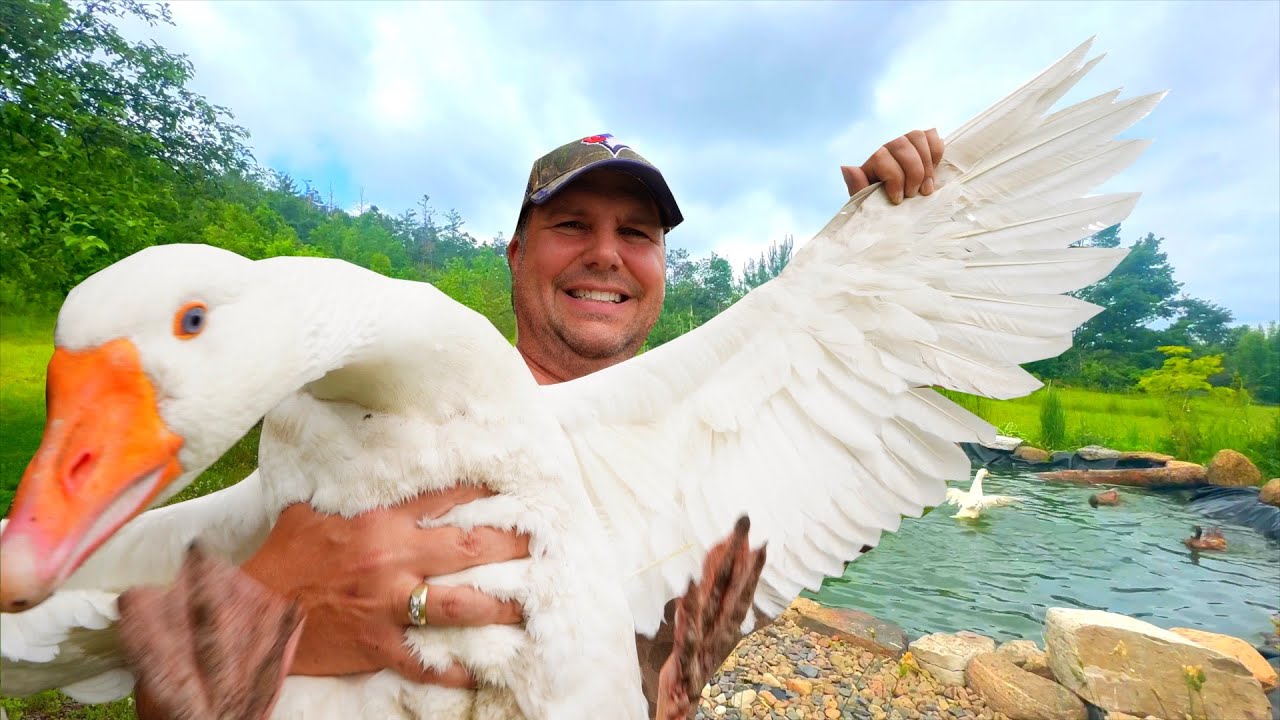 Why Our Ducks and Geese Never Fly Away