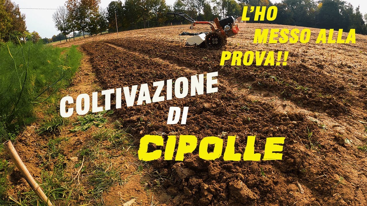 Coltivare le CIPOLLE in modo BIO-intensivo [60kg 