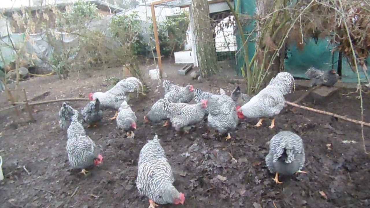 Amrock Huhn + Hahn - Winter und der Vorteil von Laub im Auslauf