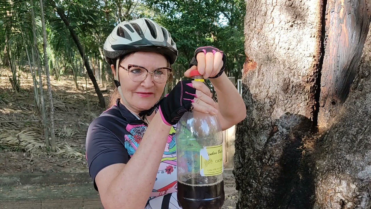 Como extrair a seiva do Jatobá (vinho do Jatobá) e para que serve.