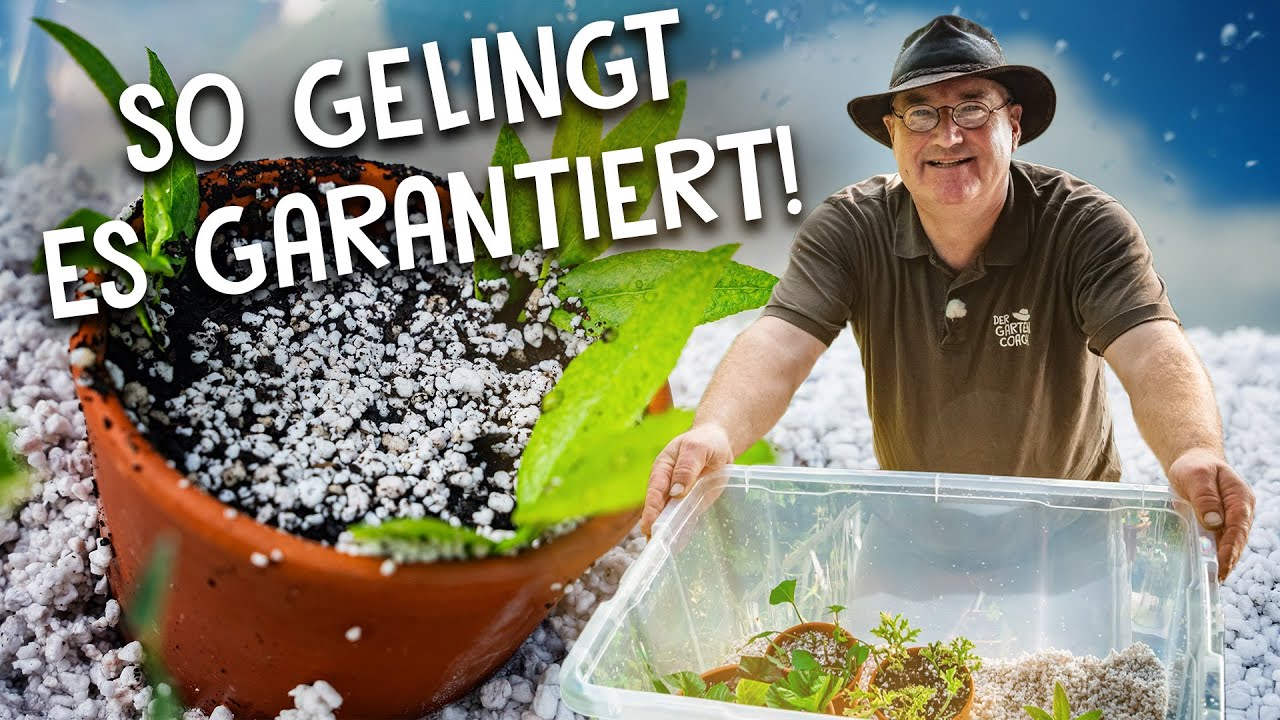 Pflanzen über Stecklinge vermehren ✂️ - mit diesem Equipment wirst du erfolgreich sein!