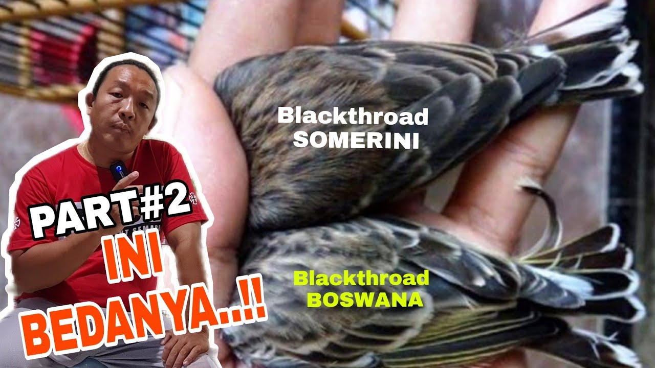 PART#2 ILMU YANG LANGKA TENTANG DUNIA BURUNG BLACKTHROAD..( KING CD BF )