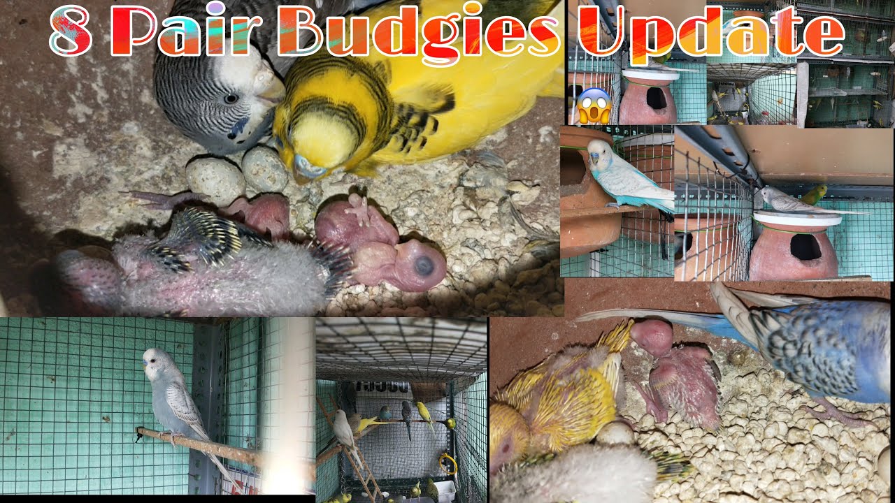 #8 Pairs Budgies Chick Update || 2 Pair Show Cross #Spangle Budgies Breeding Tamil  || ASWA VLOGS ||
