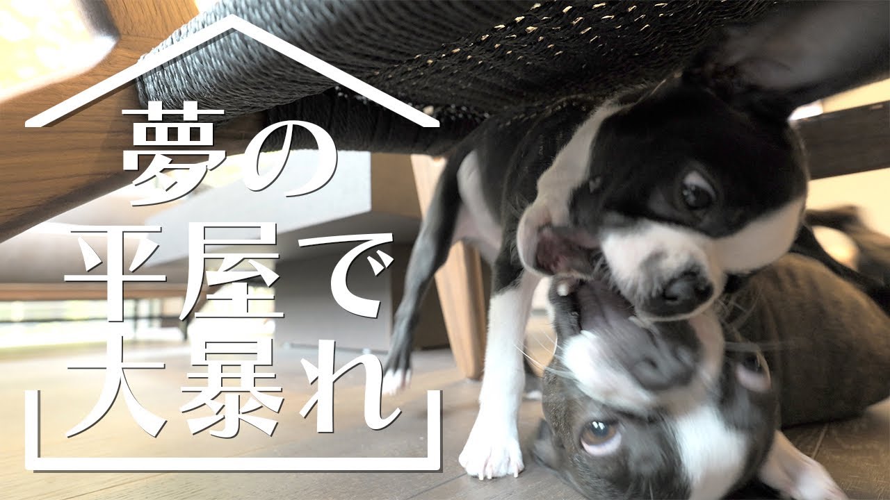 【ボストンテリア】憧れの平屋に宿泊 Rakuten STAY VILLA 日光