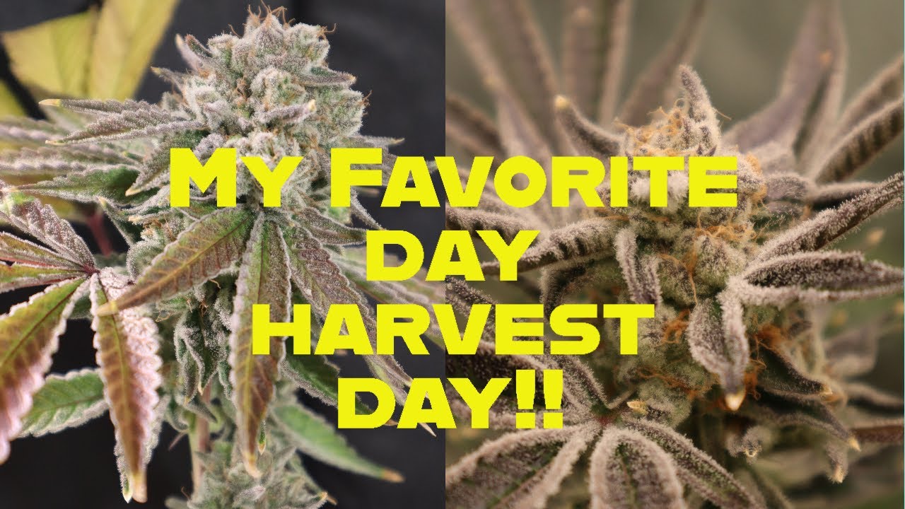 Day 56 of Flower Day By Day Grow Journal Slurricane Pheno #3 and Sticky Glue