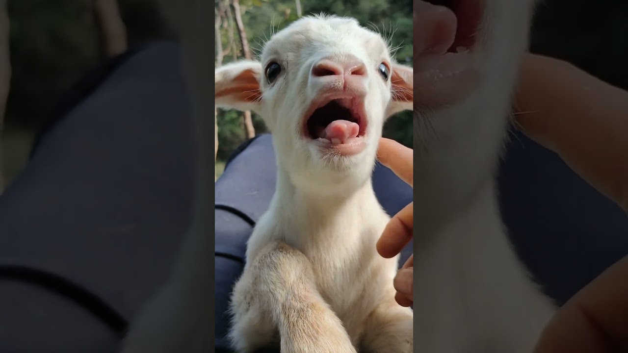 Cabra beb&eacute; en acci&oacute;n: &iexcl;La cosa m&aacute;s tierna que ver&aacute;s hoy! 🐐❤️