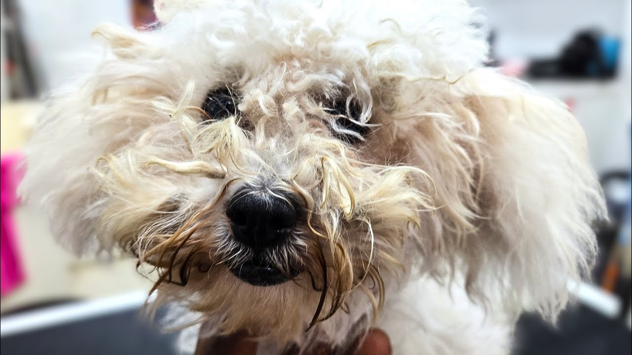 Puppy Badly Matted and Tick Infested Gets Groomed | Full Grooming Transformation