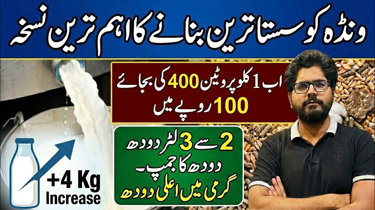 Wanday susta bnany ka tareeqa II 2 to 3 liter milk jump recipes II Feed formulation tips