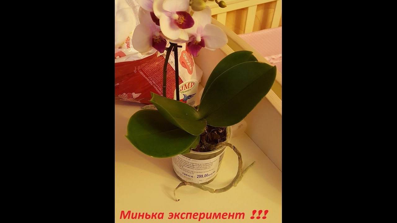 Реанимация орхидеи в закрытой системе от А до Я