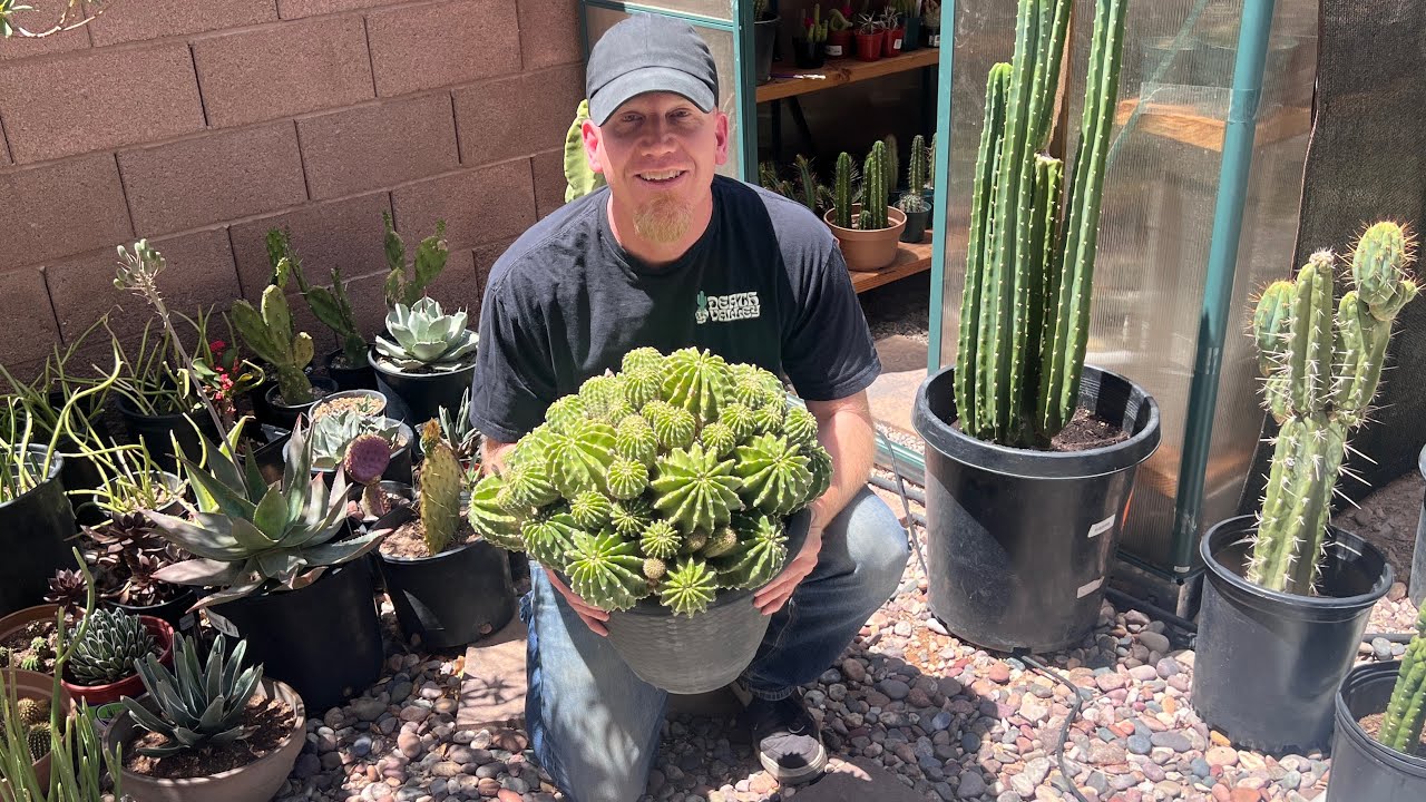 REPOTTING MY HUGE ECHINOPSIS EASTER LILY CACTUS PLANT! #cactus #plants #gardening