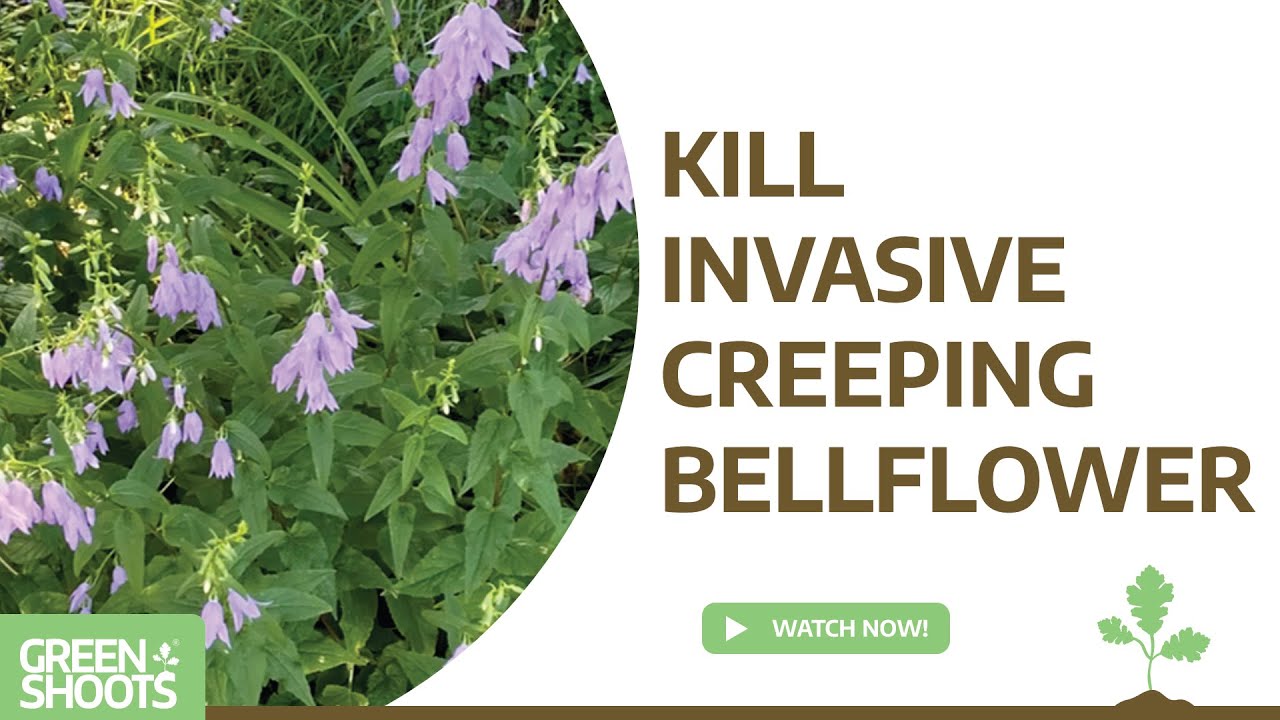 Kill Invasive Creeping Bellflower