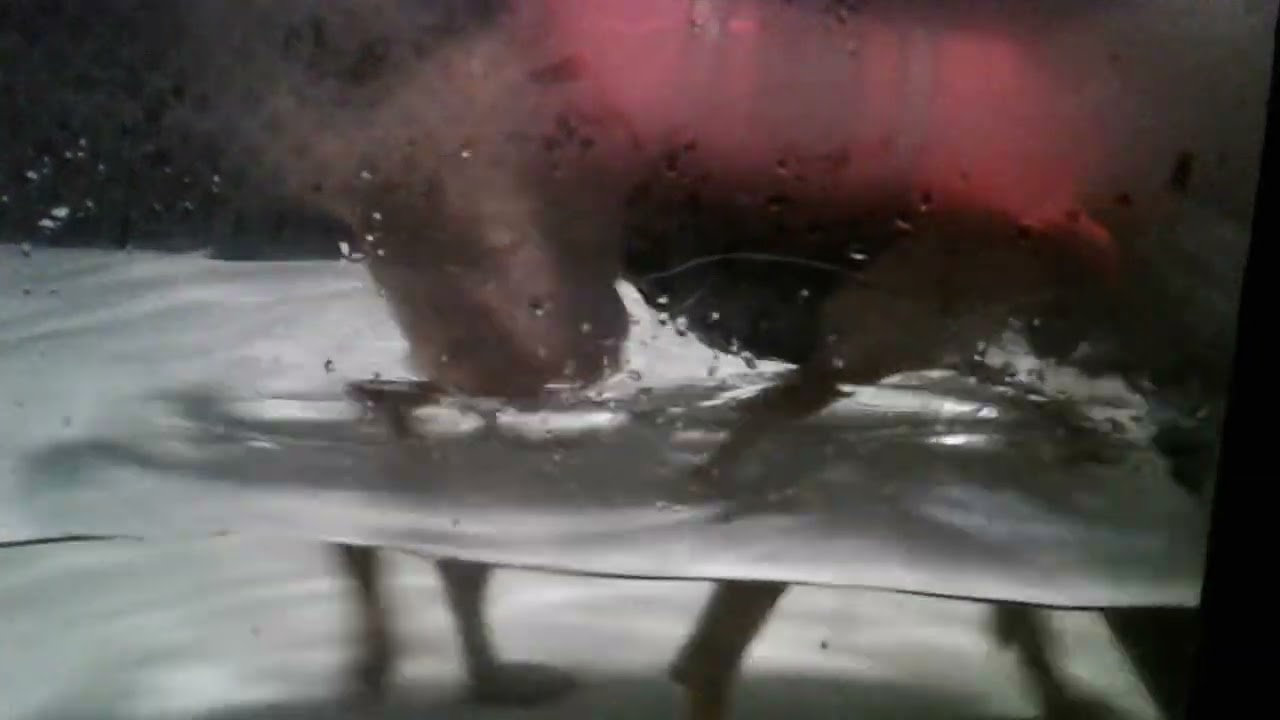 Squeaky Underwater Treadmill 