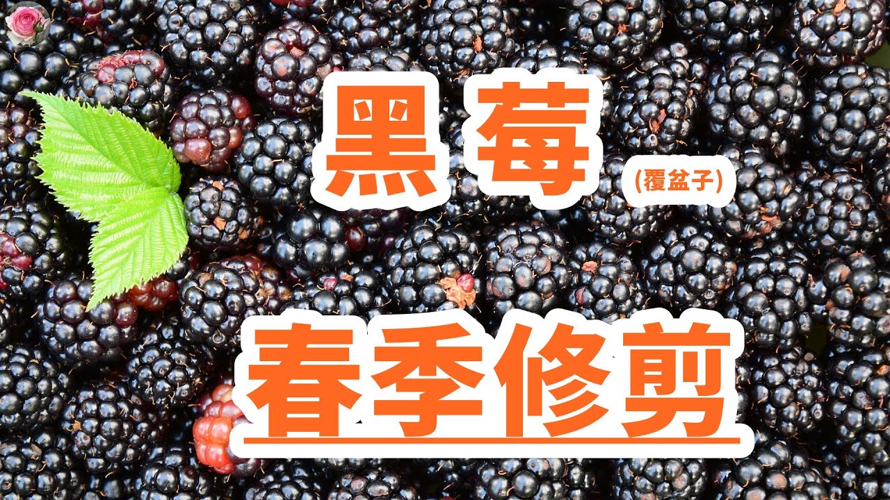这样在春季修剪黑莓/覆盆子/树莓/波森莓，夏天会结出吃不完的果子