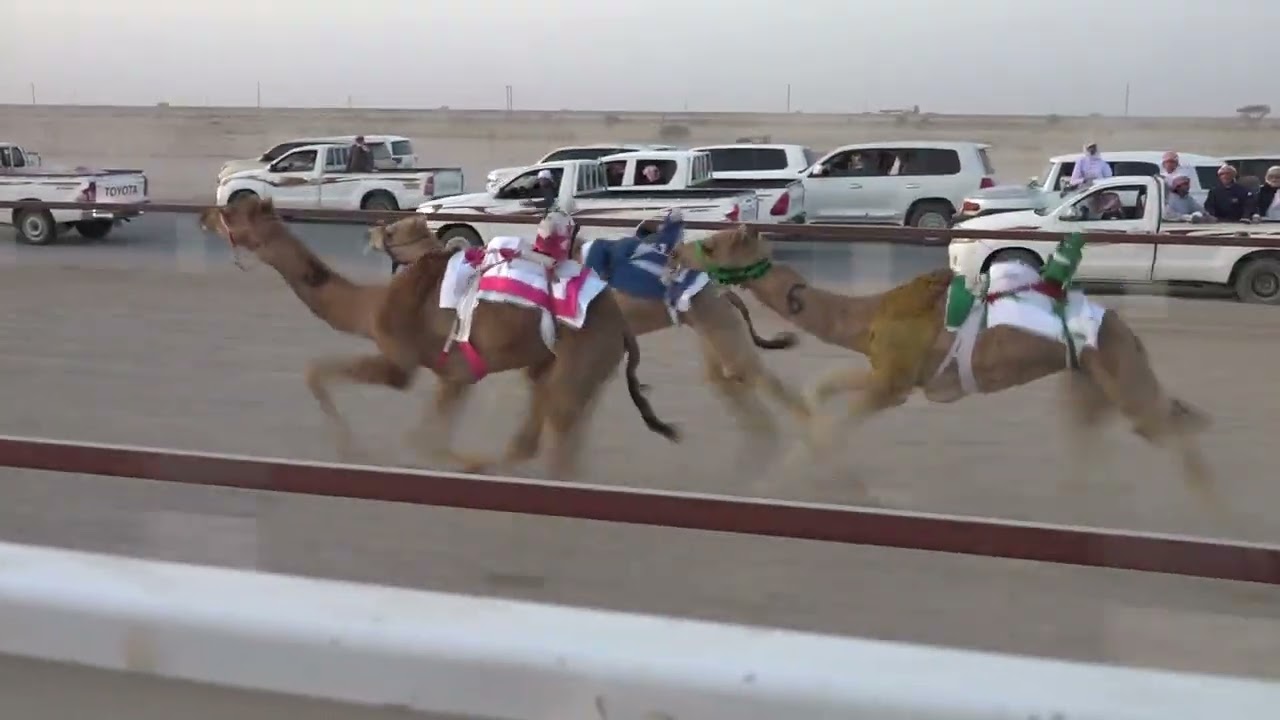 ✅ الشوط 4..إنتاج (نقدي) ١.مغذي/ناصر العبد دعيفيس الوهيبي  2:12 الأبيض فطامين 23/1/2026 