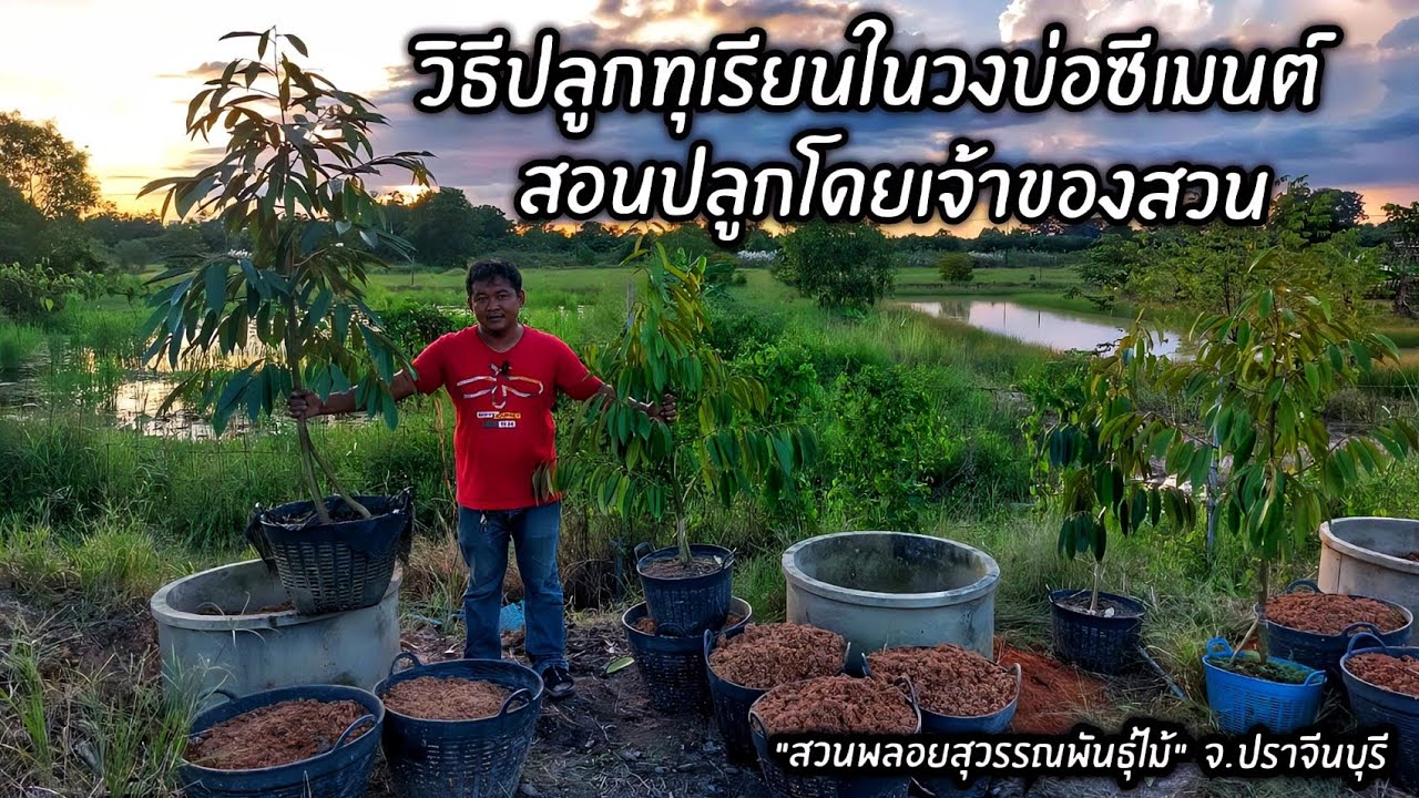 ปลูกทุเรียนในวงบ่อซีเมนต์ สอนปลูกโดยเจ้าของสวน 