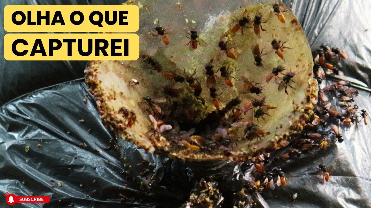 ENCONTREI UMA ABELHA DIFERENTE QUE NUNCA VI ANTES 