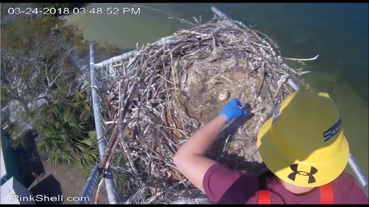 Pink Shell Osprey Cam ~ Rescue at Pink Shell, March 24, 2018