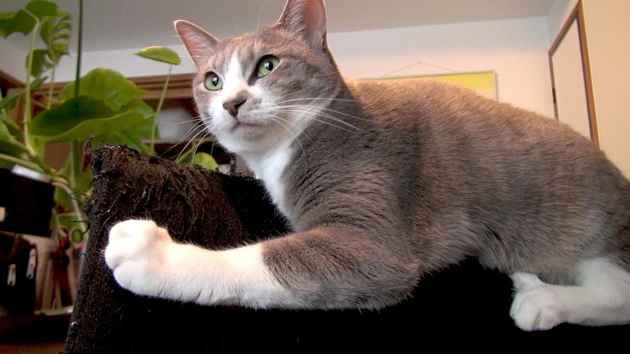 イースーライダー - Chair Rider Cat -