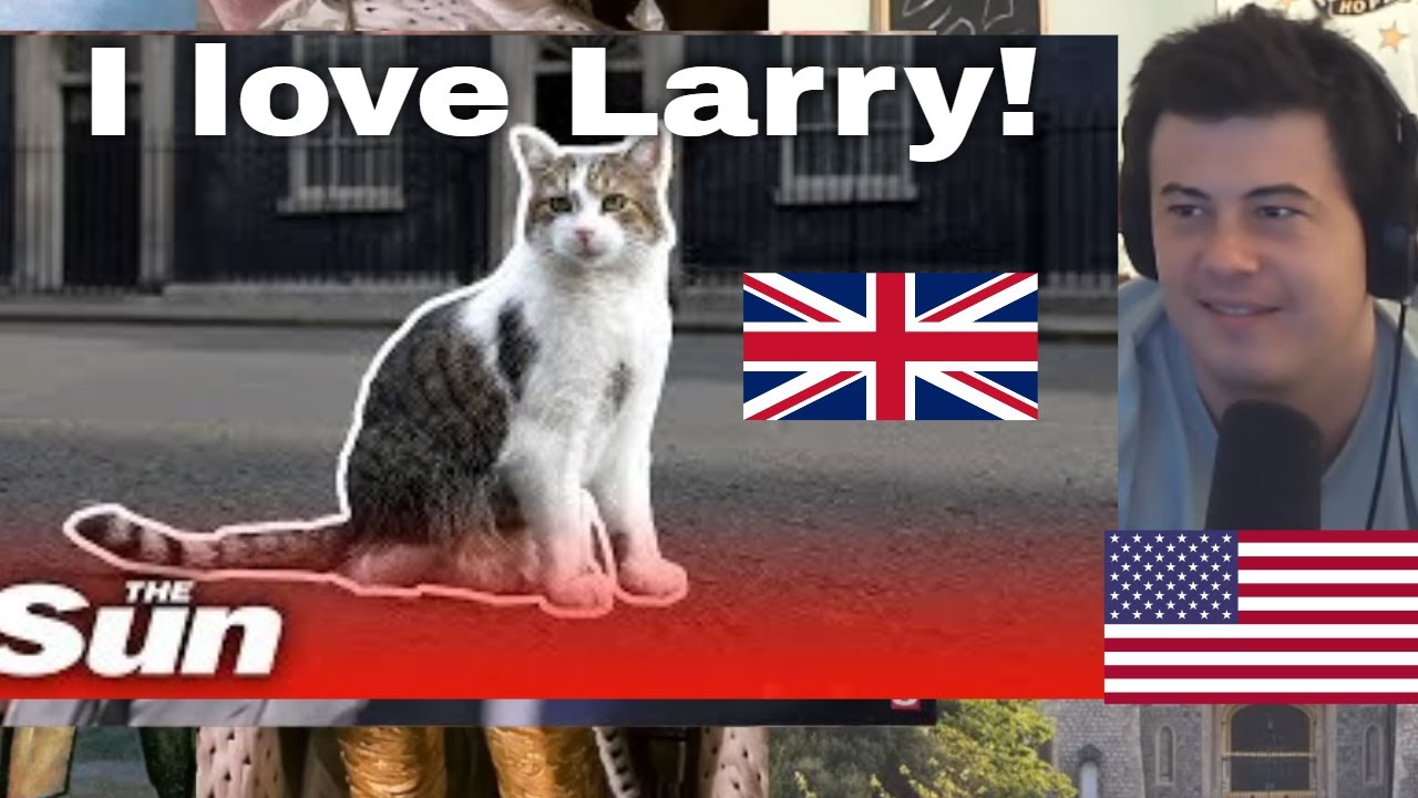 American Reacts Larry the Downing Street cat’s best moments