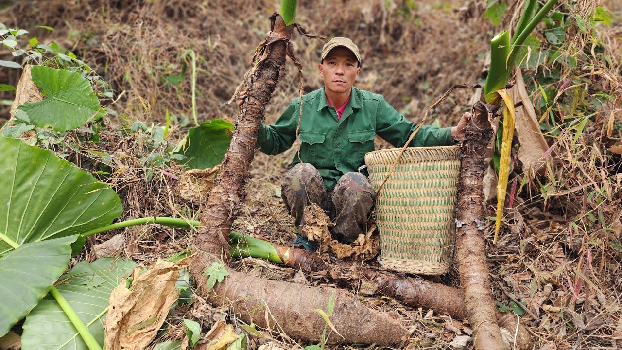 Harvesting Wild Taro For Medicine, Process Of Making Medicine From Wild Taro - Highland life.