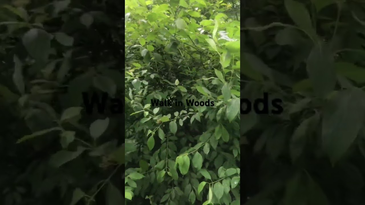 A Walk in The Woods - Baltimore, MD #shorts #naturewalk