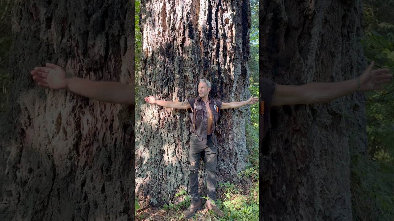 Hidden In Plain Sight. Massive Old Growth Douglas Fir Tree #tree #forestry #logger #timberfaller