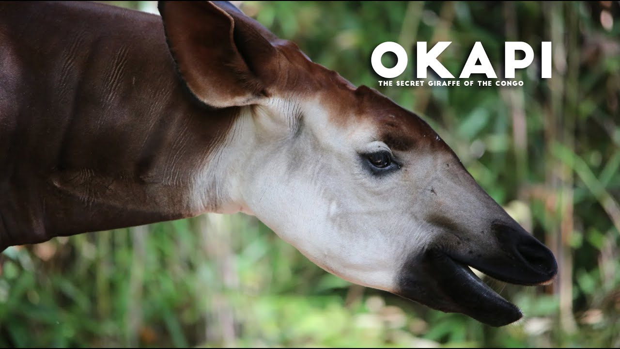Okapi :The Secret Giraffe of the Congo