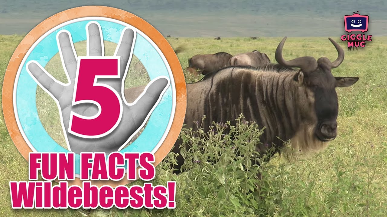 FIVE FACTS ABOUT Wildebeests